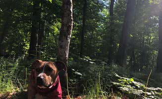 Josh M.'s photo of camping with pets at Presque Isle - Porcupine Mountains State Park near Saxon, WI