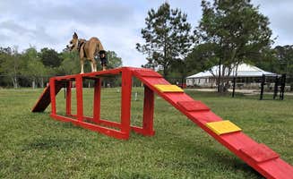 Slidell K.'s photo of camping with pets at Slidell KOA near New Orleans, LA