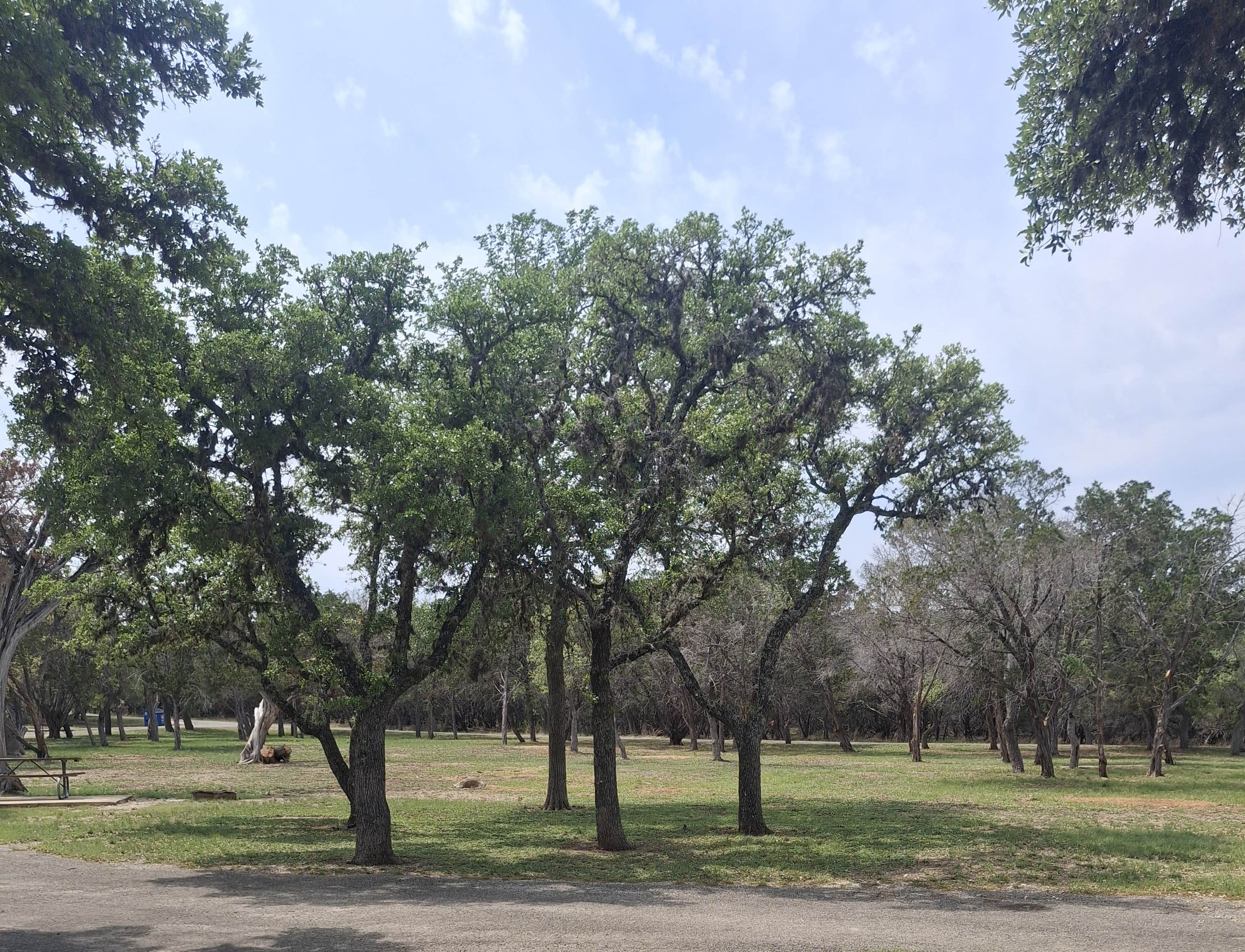 Mark M.'s photo of camping with pets at Kerrville-Schreiner Park near Bandera, TX