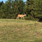 Review photo of Makoshika State Park Campground by Thomas F., July 22, 2019