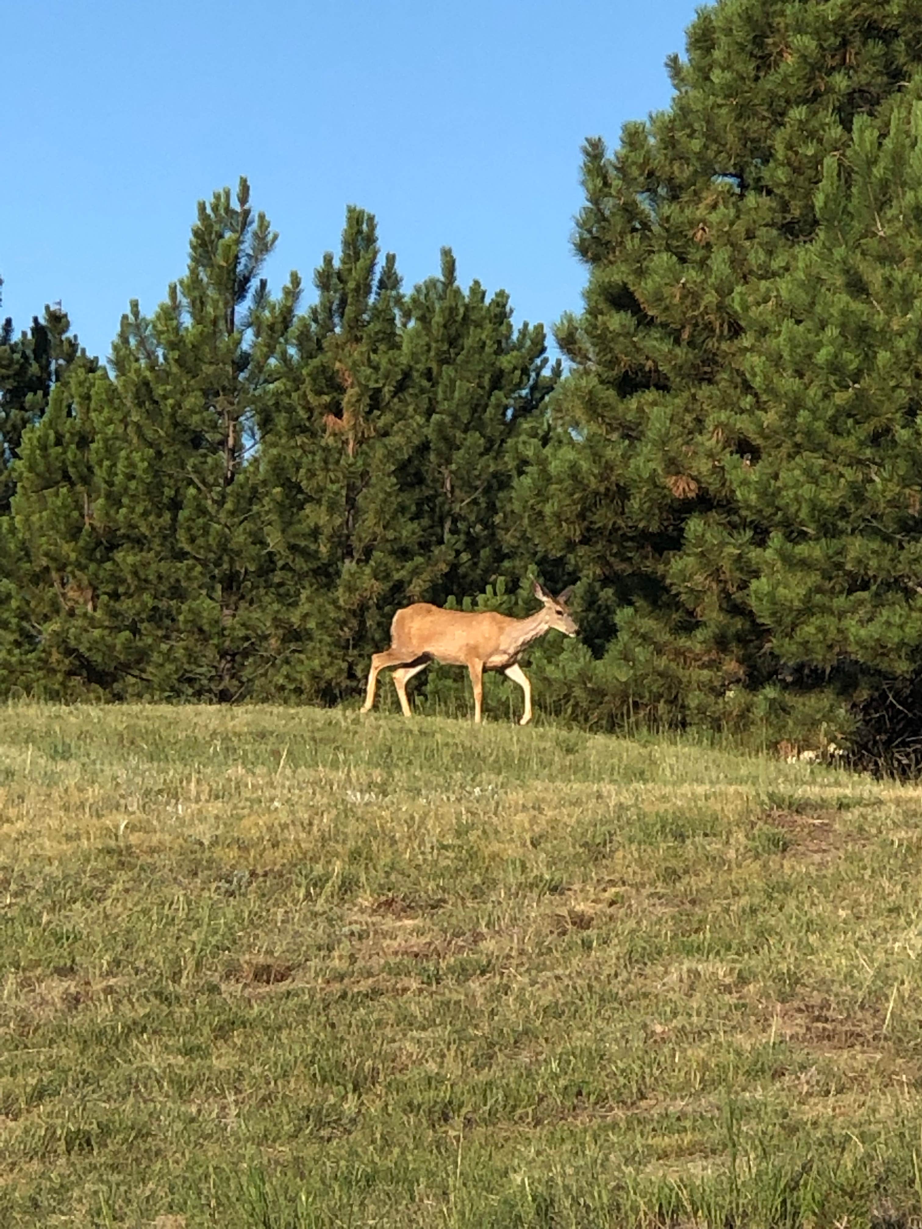 Camper submitted image from Makoshika State Park Campground - 4