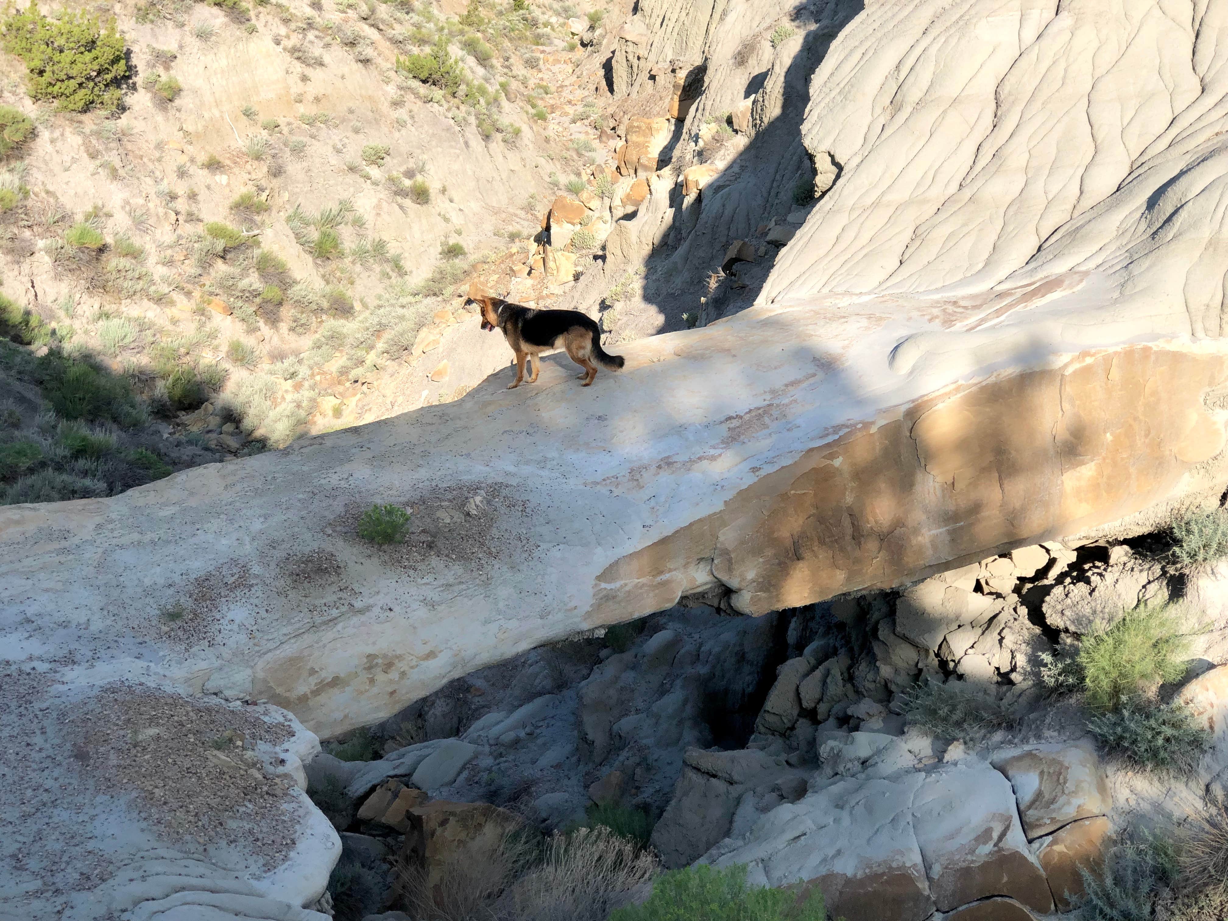 Thomas F.'s photo of camping with pets at Makoshika State Park Campground near Glendive, MT