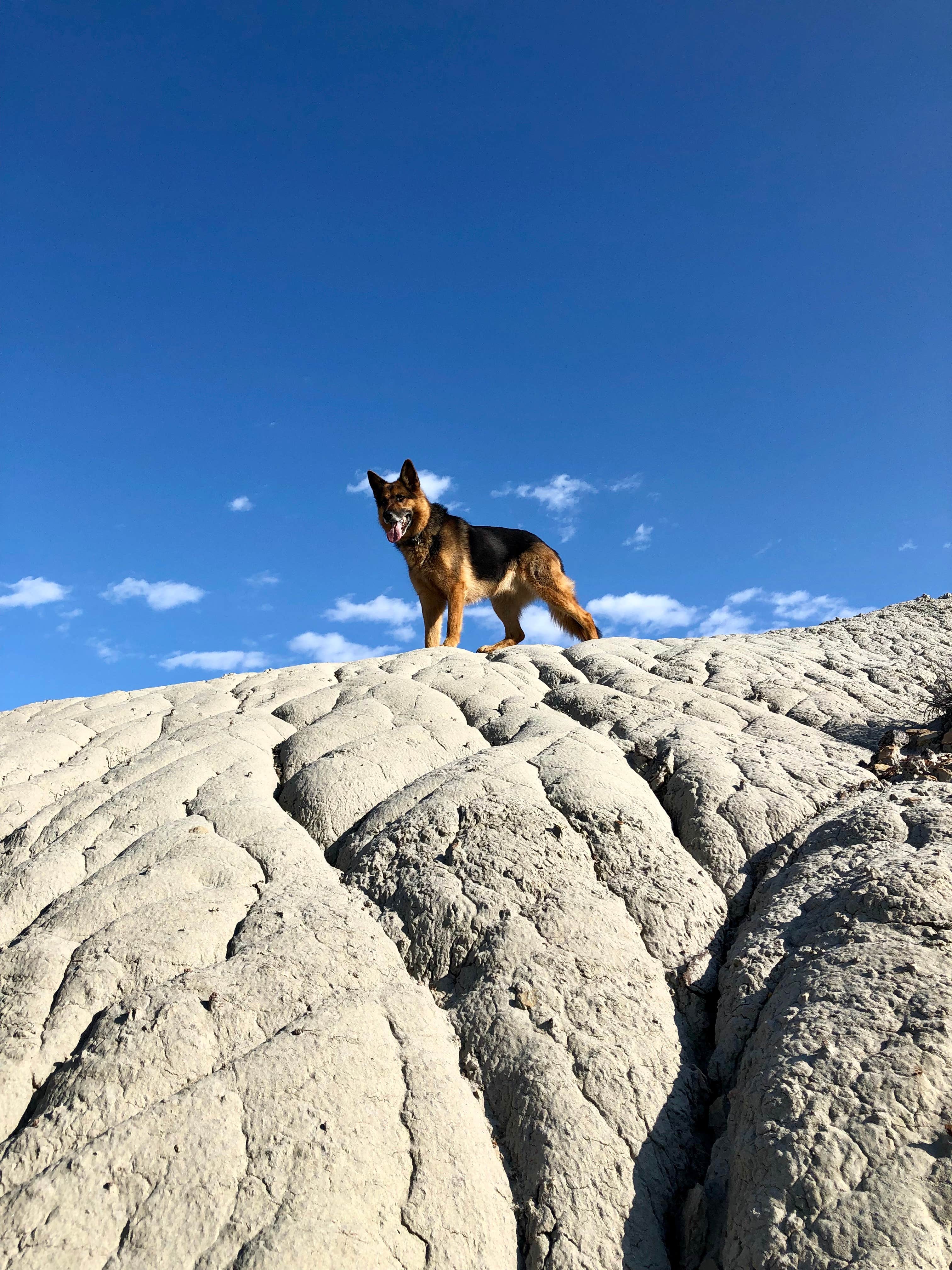 Thomas F.'s photo of camping with pets at Makoshika State Park Campground near Glendive, MT