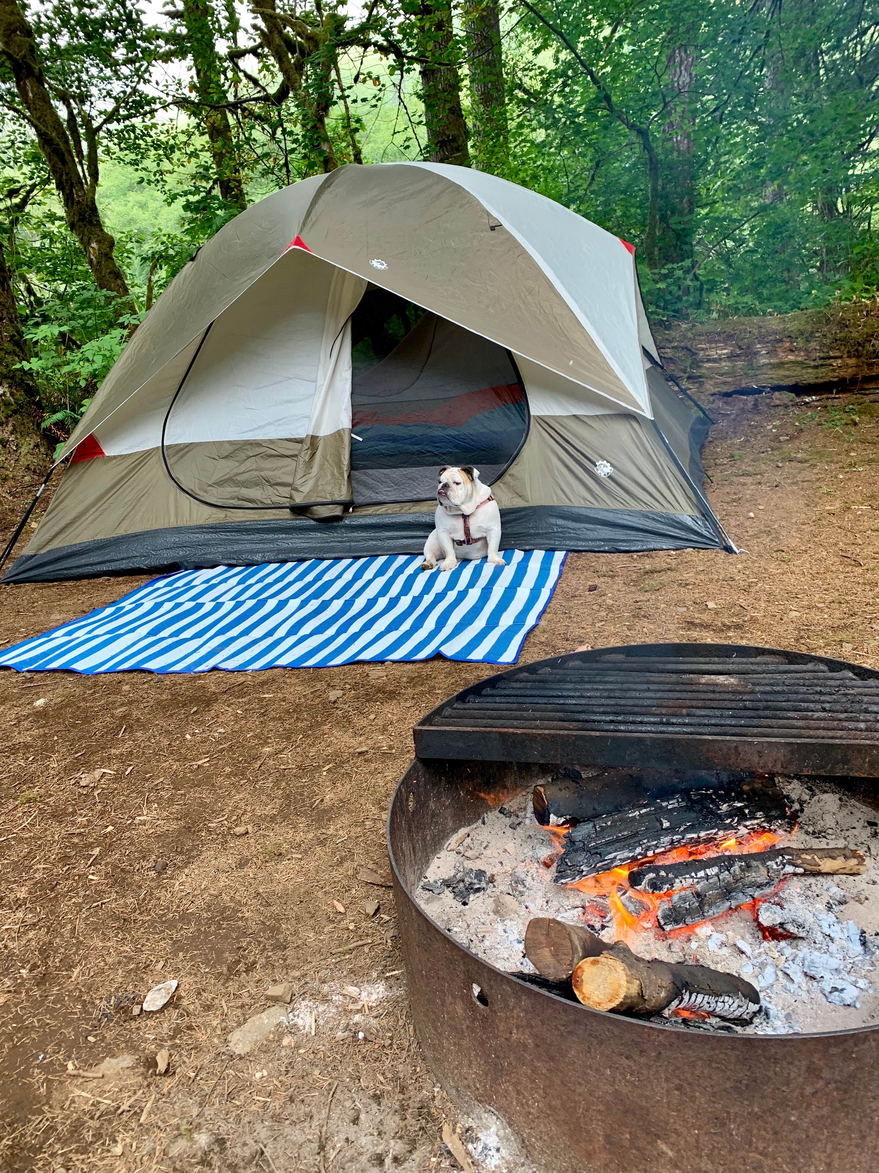 Branden T.'s photo of tent camping at Trask River County Park near Tualatin, OR