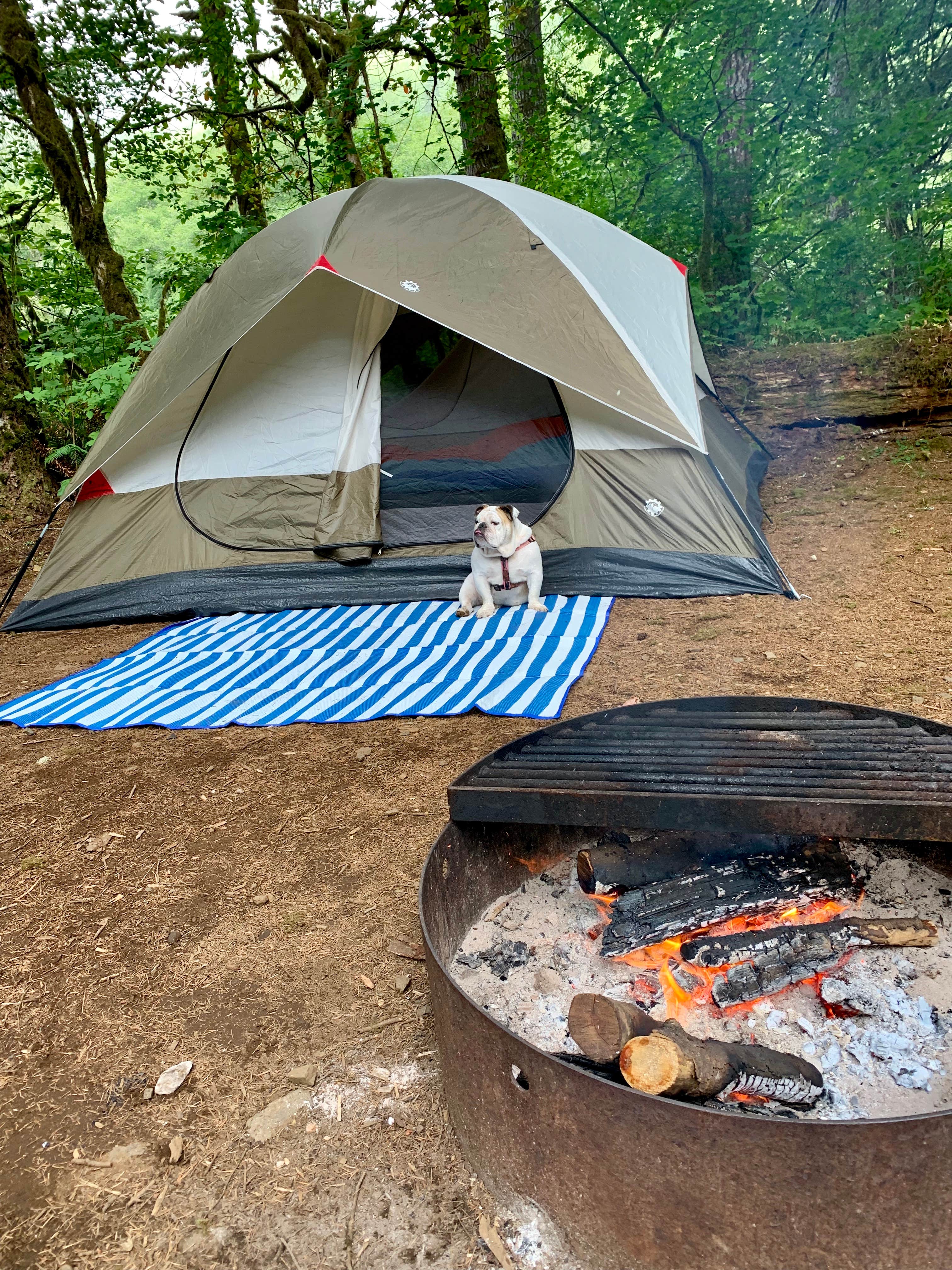 Trask River County Park Camping Tillamook OR The Dyrt