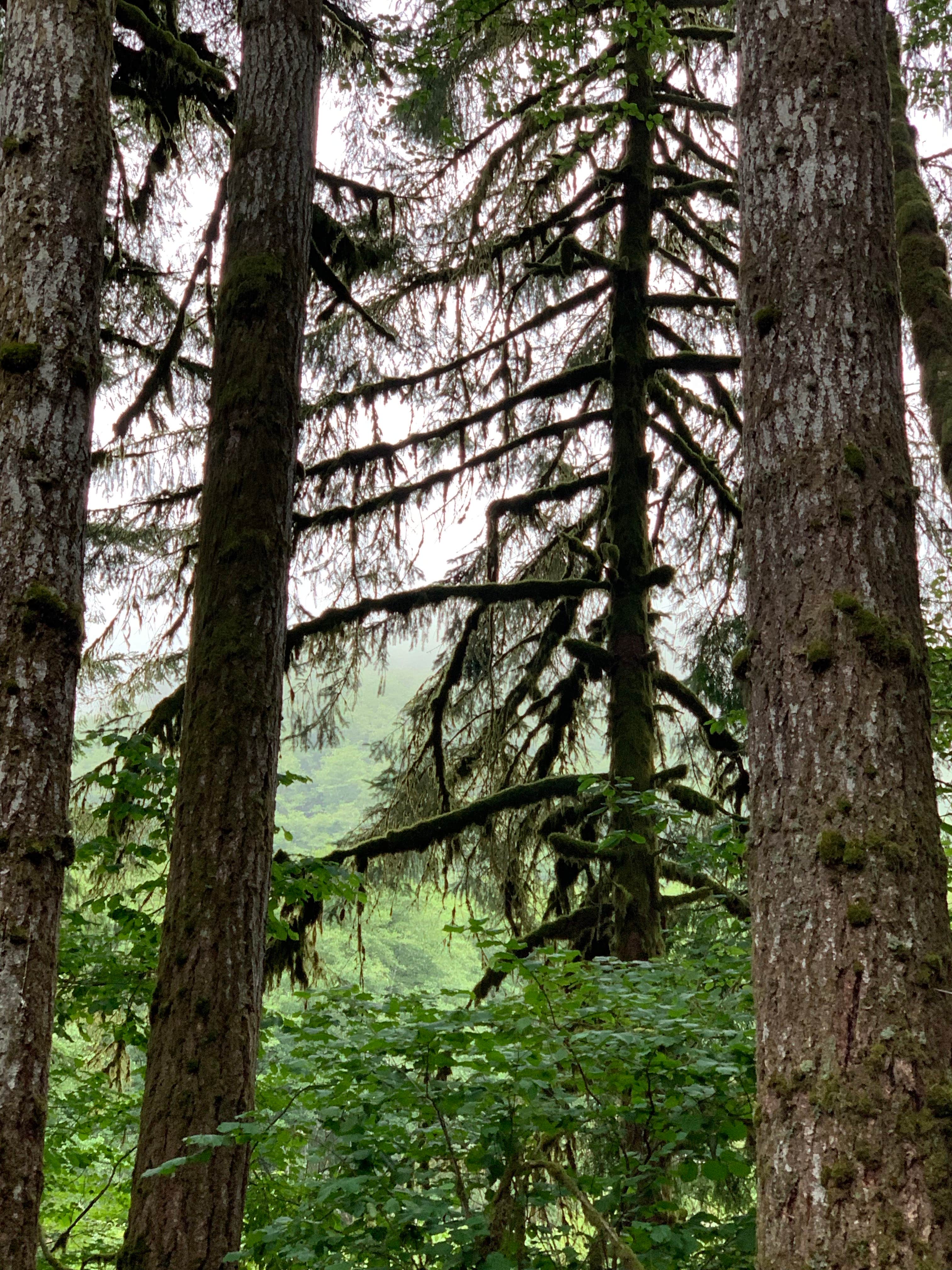 Camper-submitted photo at Trask River County Park near Gaston, OR