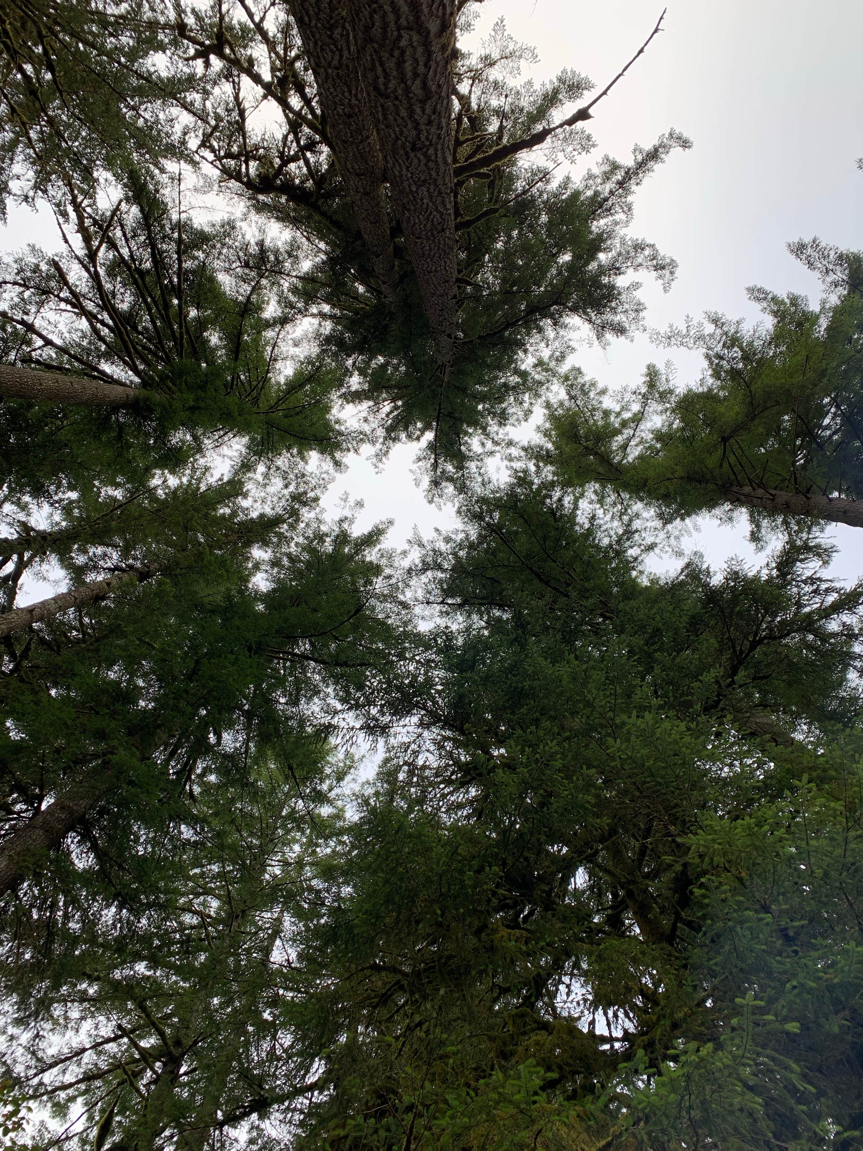 Camper-submitted photo at Trask River County Park near Lafayette, OR