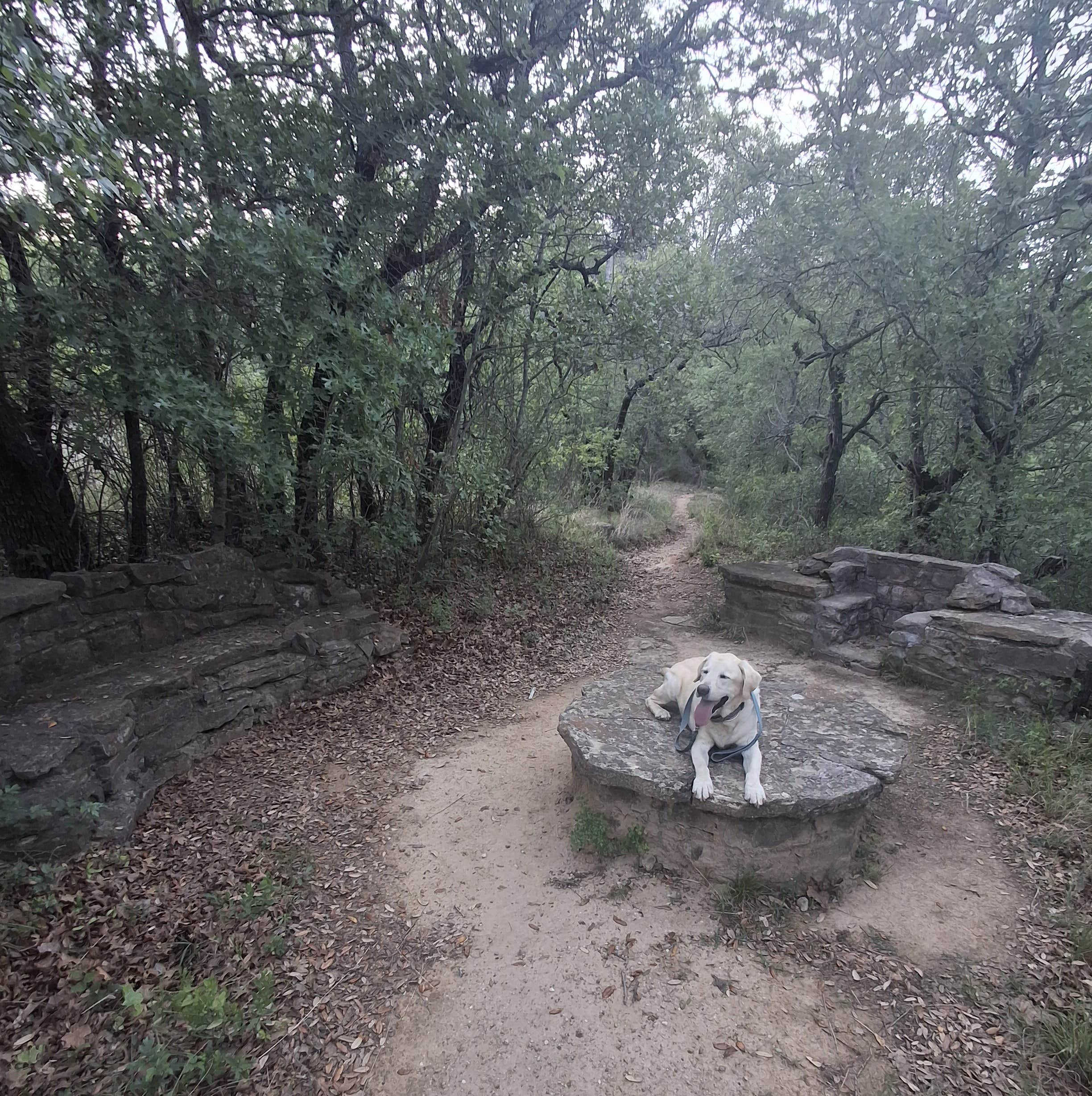 Mark M.'s photo of camping with pets at Lake Brownwood State Park Campground near Eastland, TX