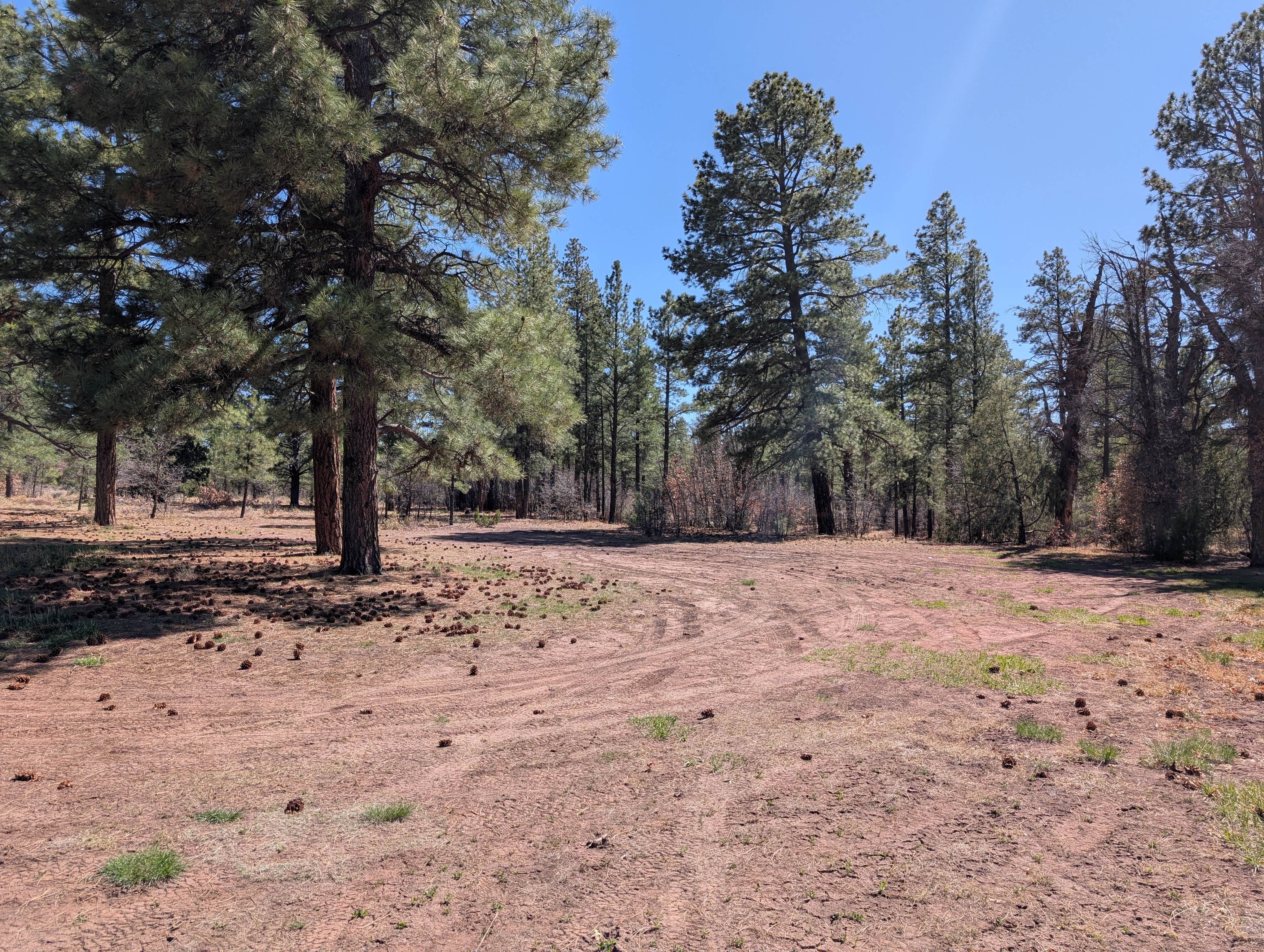 Camper submitted image from Turkey Springs - 4
