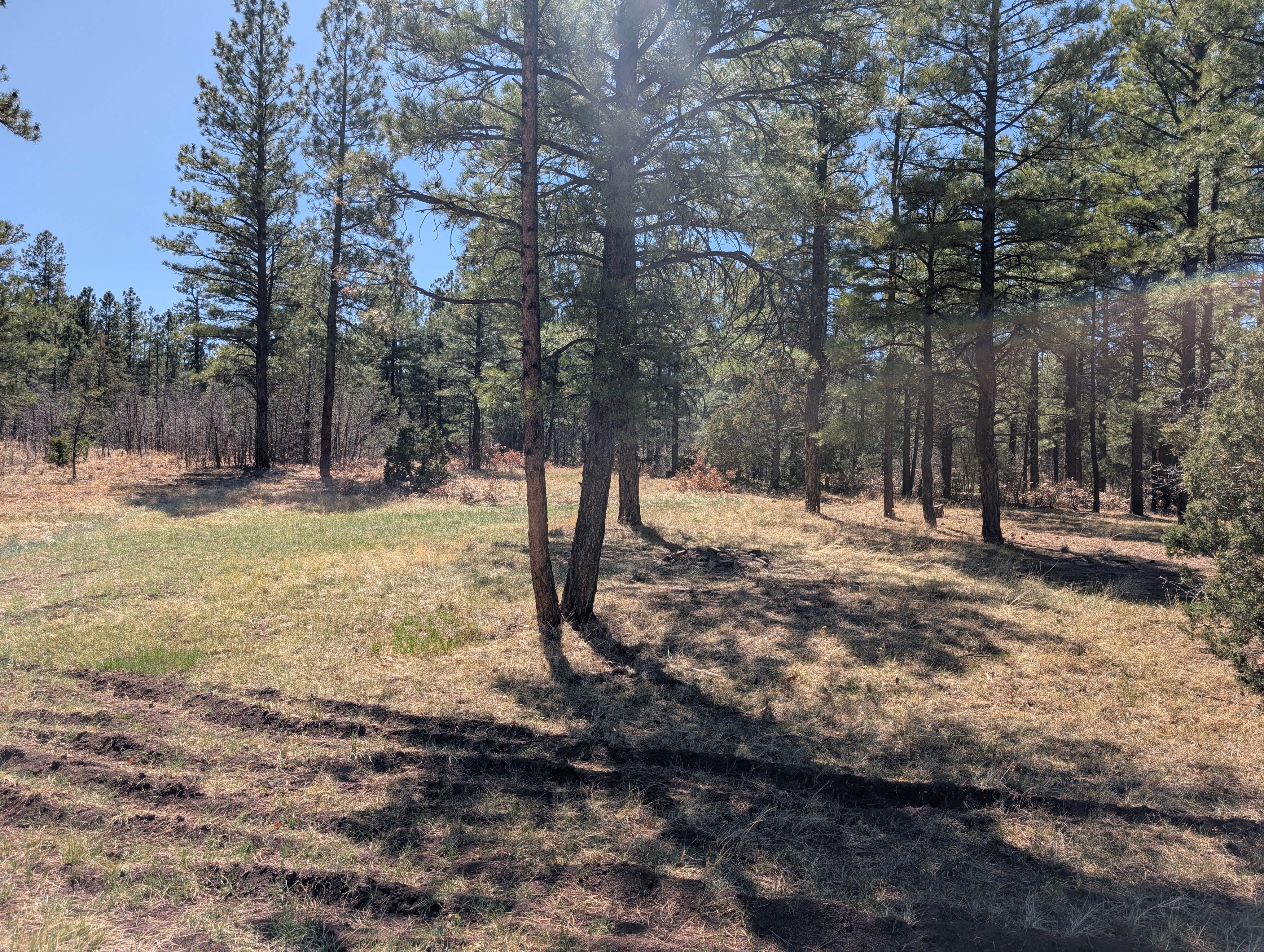 Camper submitted image from Turkey Springs - 4