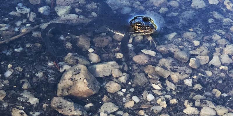 Camper submitted image from Davis Lake Campground