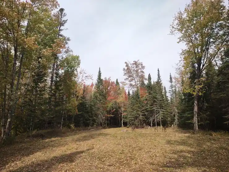 Camper-submitted photo at Whispering Pines near Cotton, MN