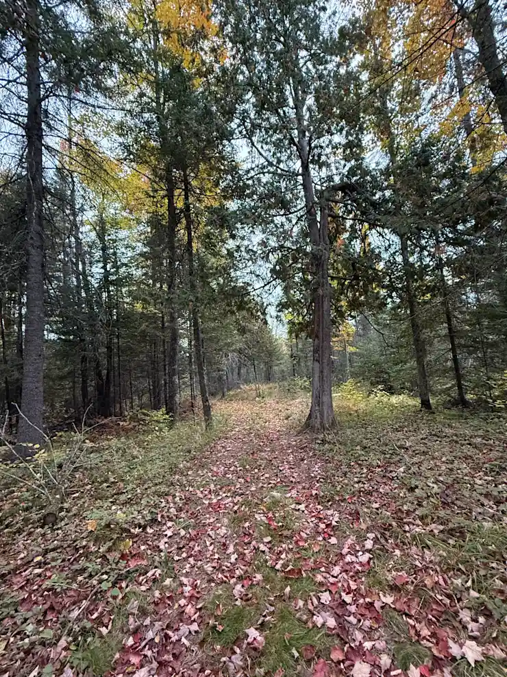 Camping near Whiteface Reservoir: Whispering Pines, Cotton, Minnesota