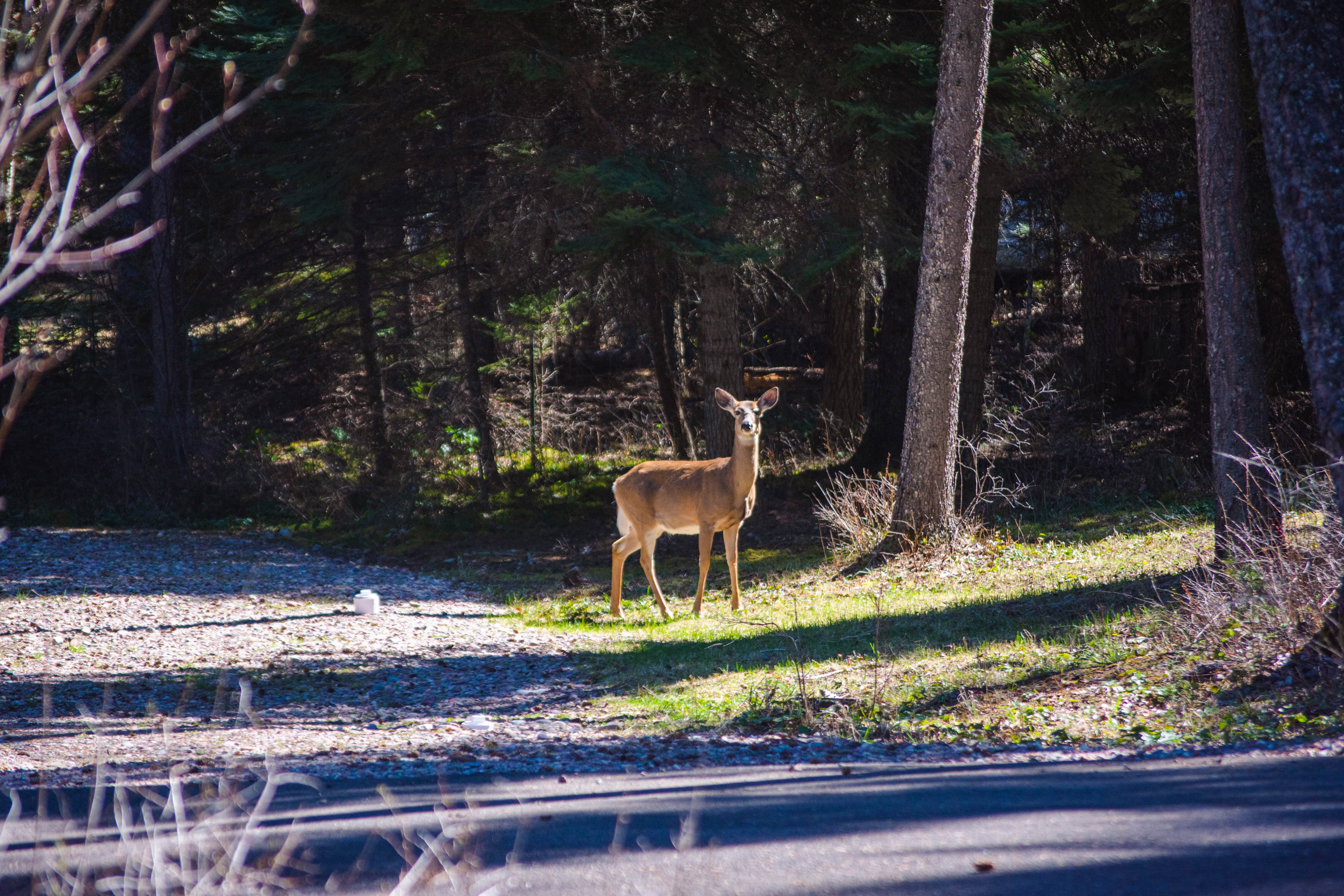 Camper submitted image from Pine Meadows RV Resort - 2