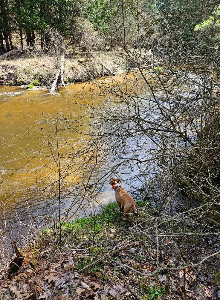 Brad S.'s photo of camping with pets at Silver Creek State Forest Campground near Huron-Manistee National Forests