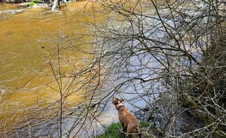 Brad S.'s photo of camping with pets at Silver Creek State Forest Campground near Evart, MI