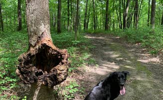 amber N.'s photo of camping with pets at Nerstrand Big Woods State Park Campground near Byron, MN