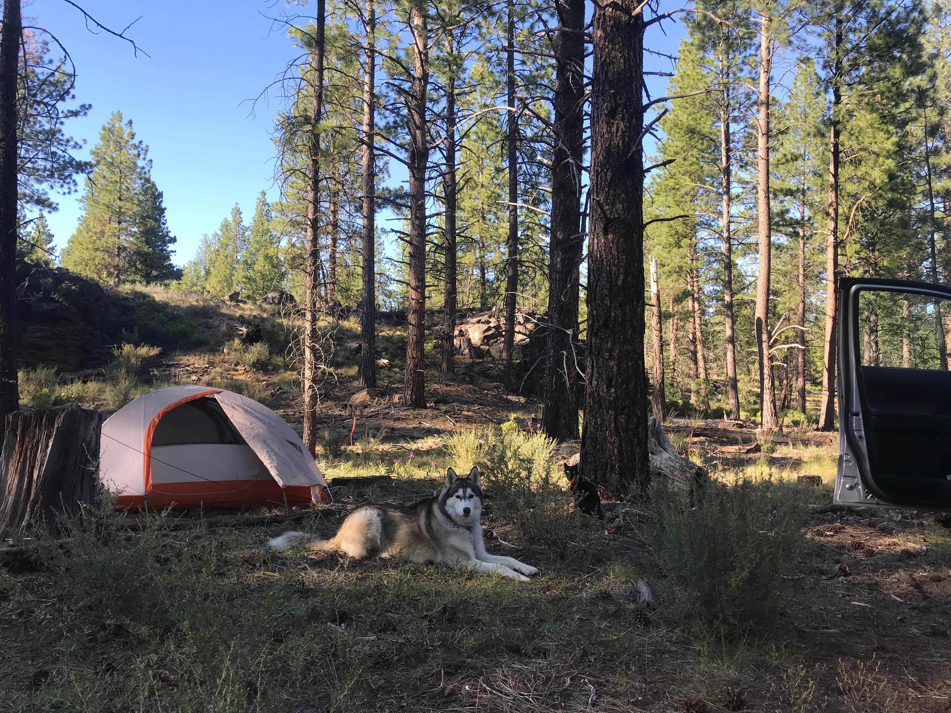 Camper submitted image from Deschutes National Forest Dispersed Camping Spot - PERMANENTLY CLOSED - 3