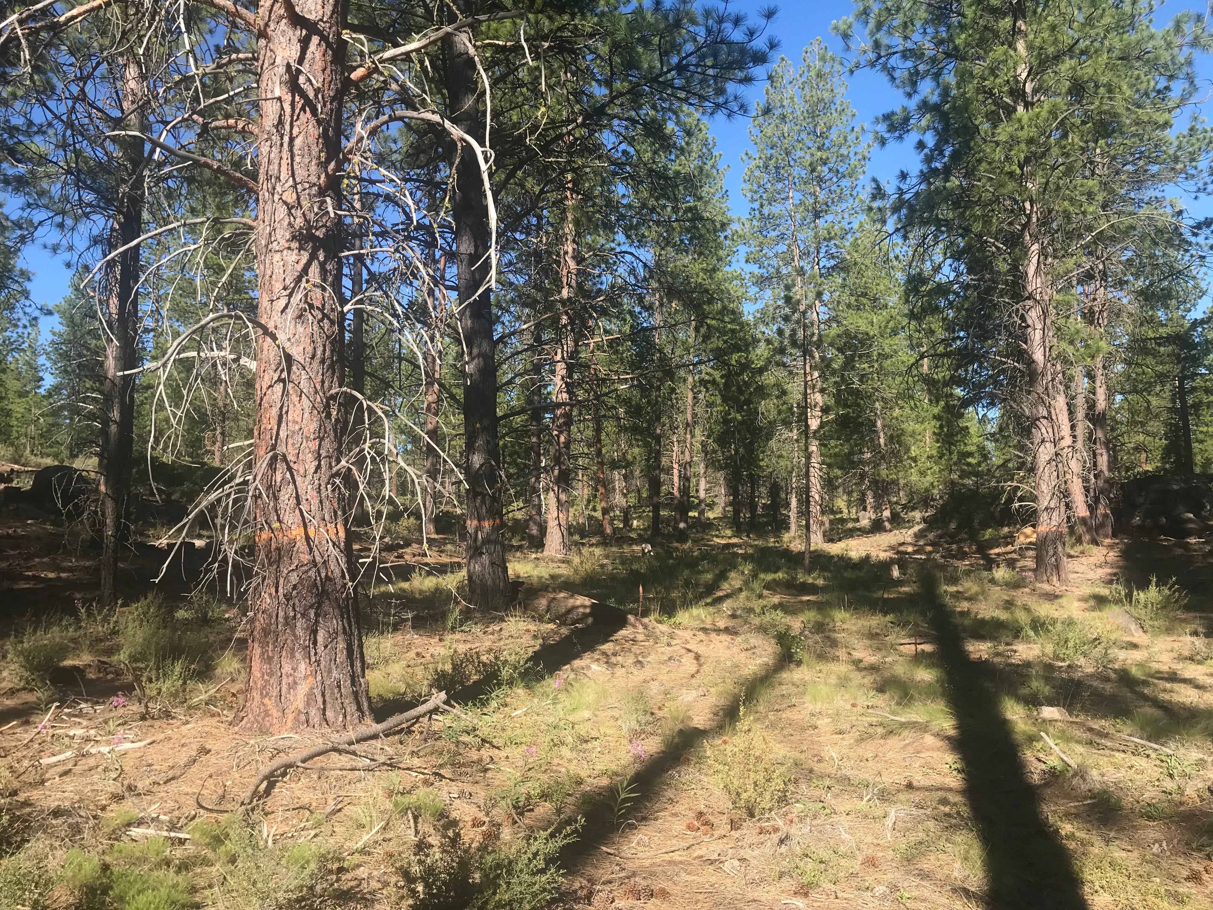 Camper submitted image from Deschutes National Forest Dispersed Camping Spot - PERMANENTLY CLOSED - 2