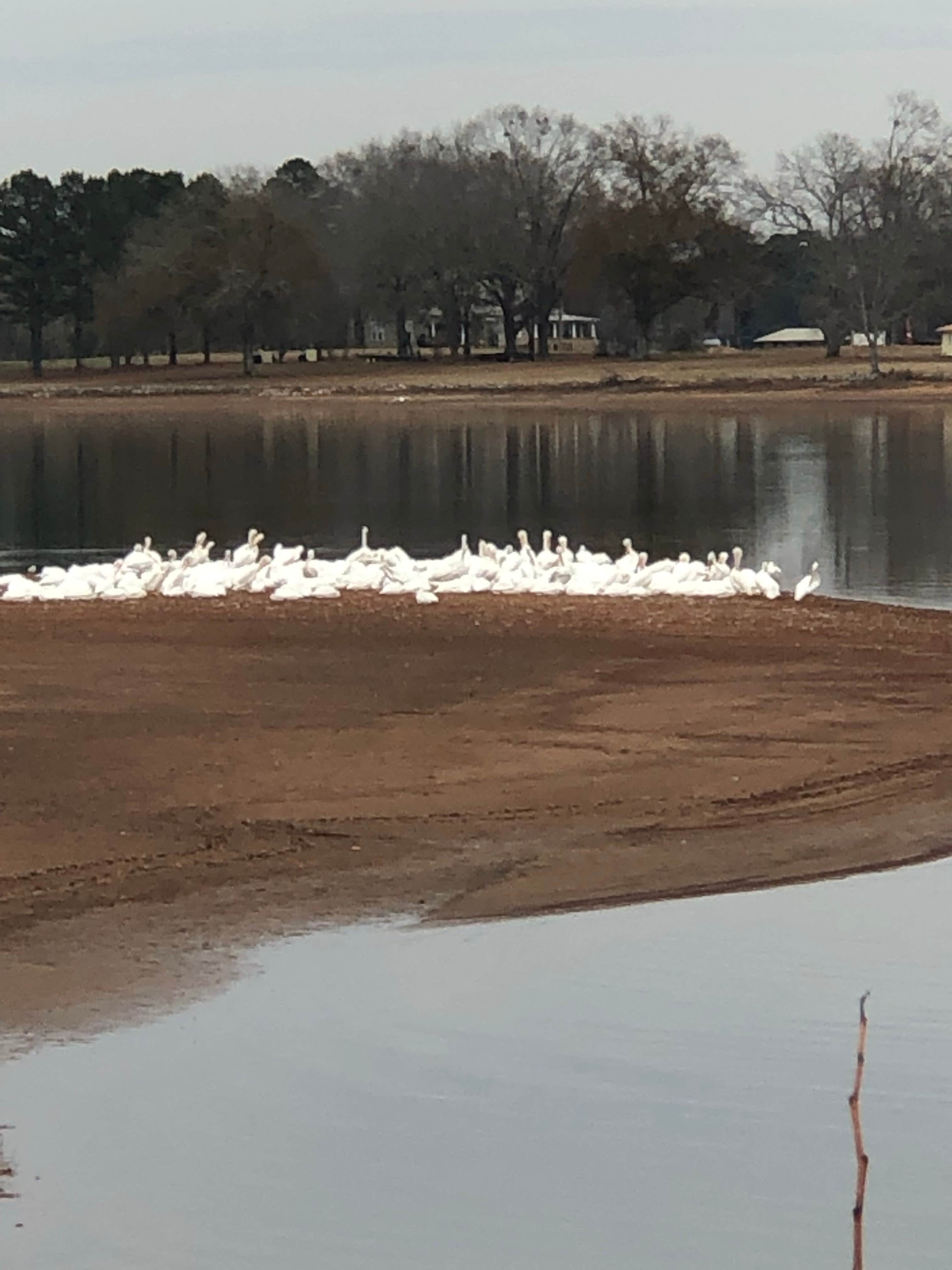 Camper-submitted photo at Lakeside Landing RV Park & Marina near Chelsea, AL