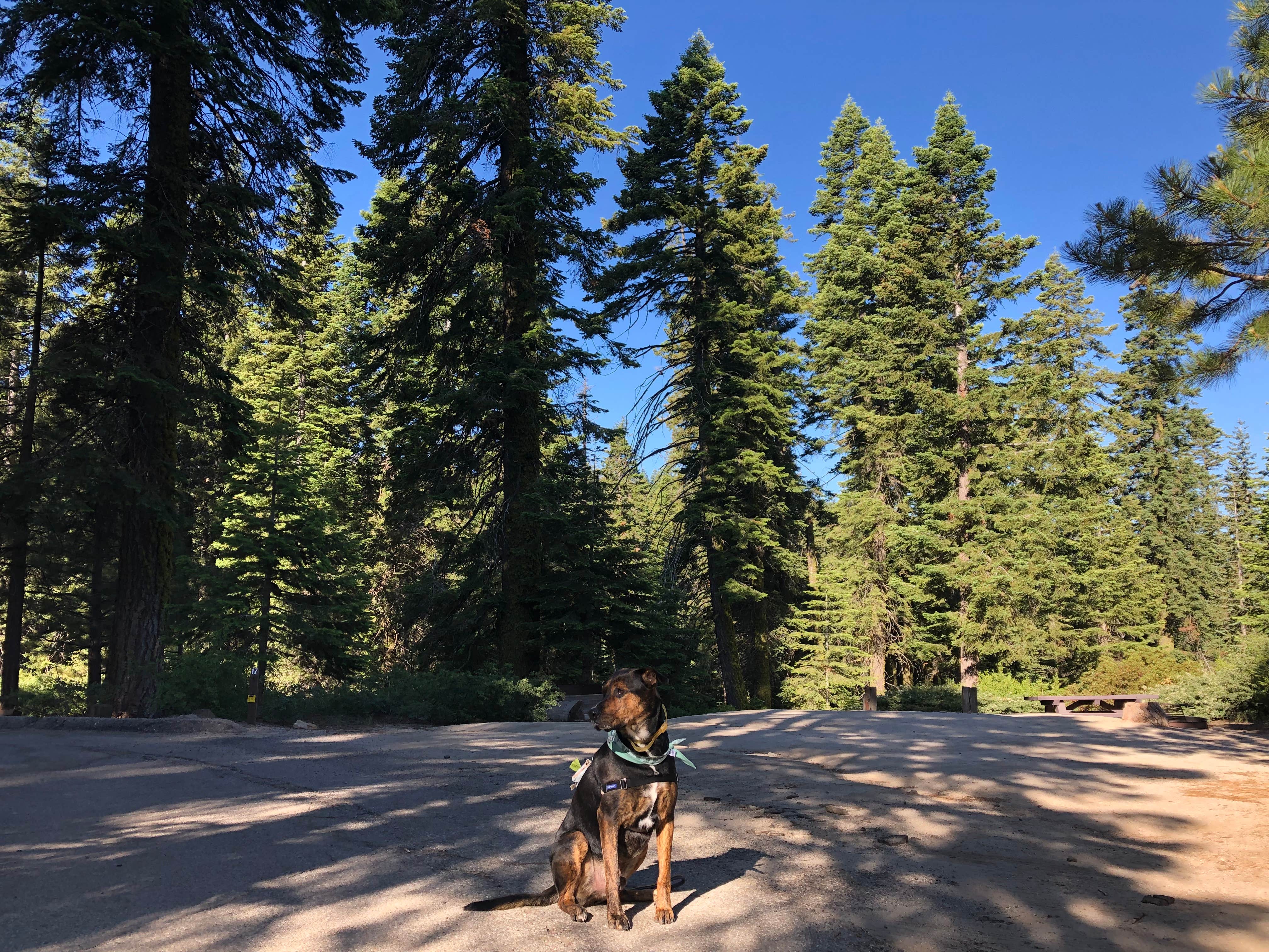 Jess J.'s photo of camping with pets at Quaking Aspen near Sunland, CA