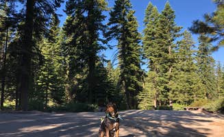 Jess J.'s photo of camping with pets at Quaking Aspen near Sequoia National Forest