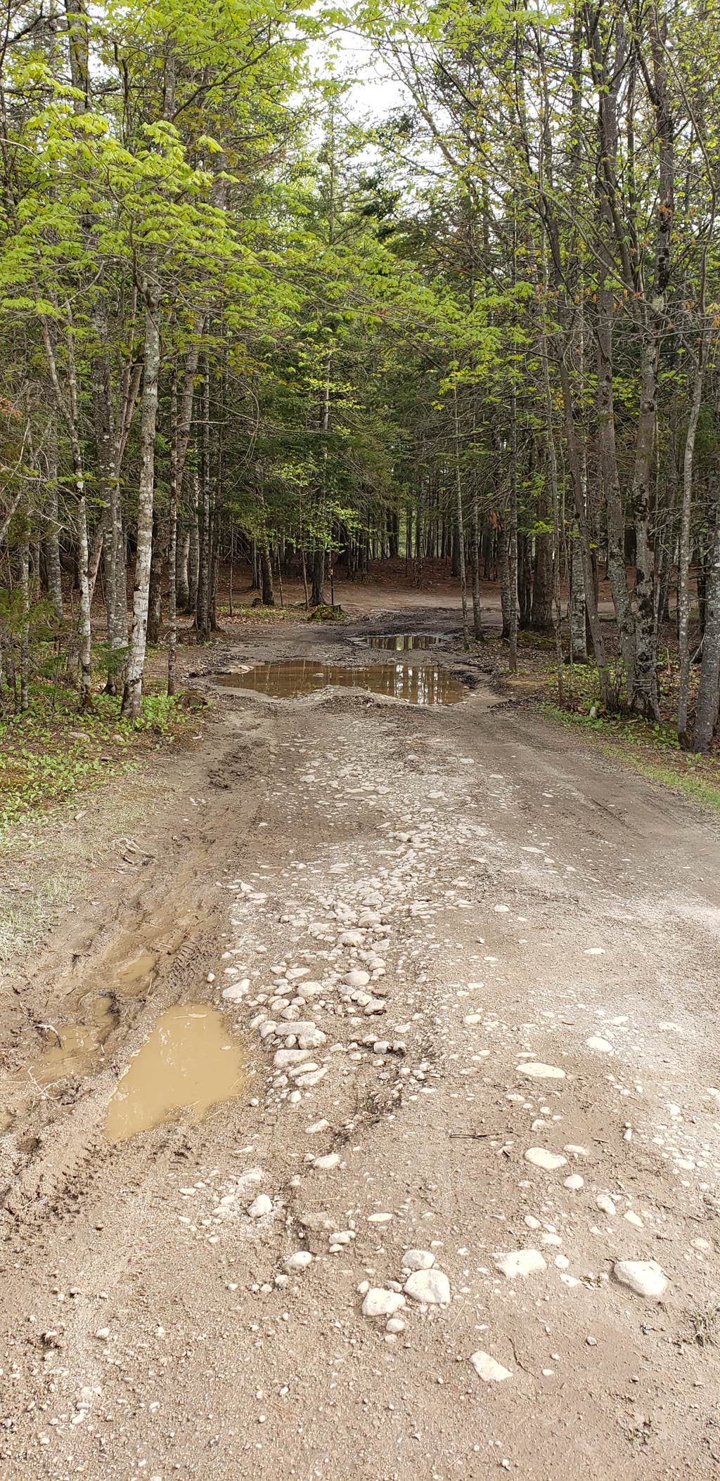 Camper-submitted photo at Abol Pines State Campsite near Millinocket, ME