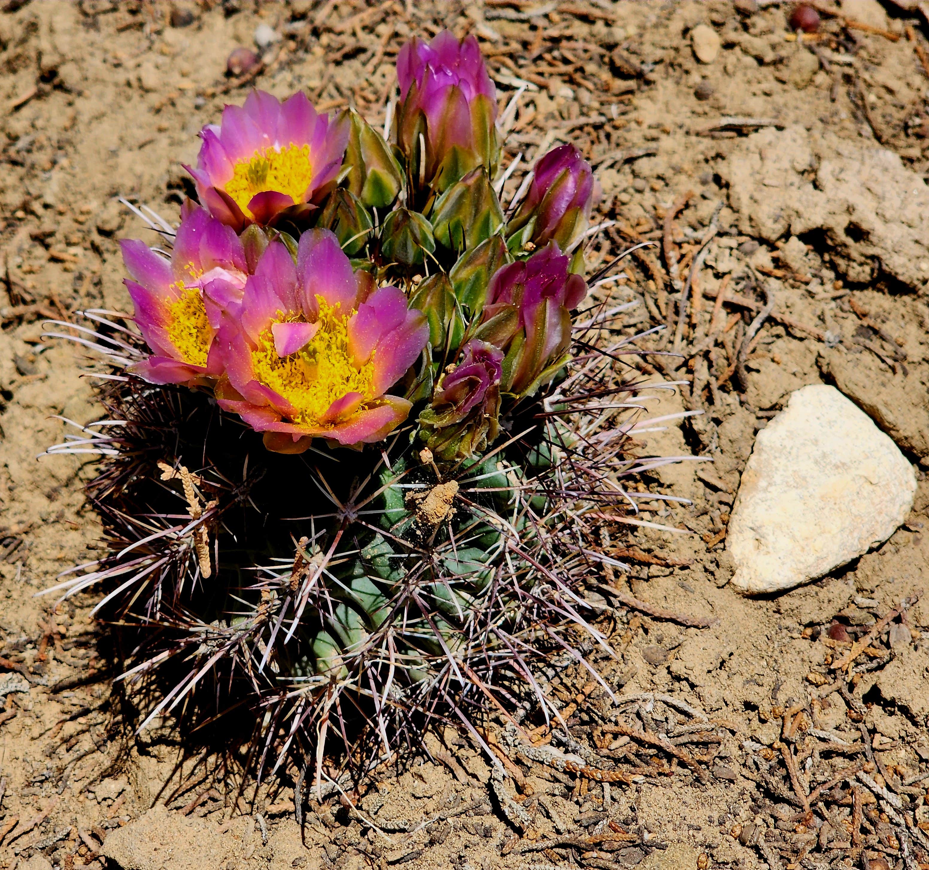 Camper-submitted photo at Nakation Getaway - Clothing Optional near Kirtland, NM