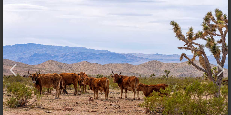 Camper submitted image from Sunny Lake Ranchos