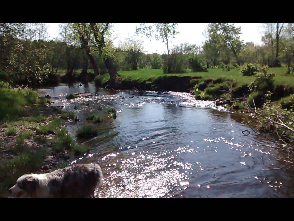The Dyrt's photo of camping with pets at Darnit Brook near Rumford, ME