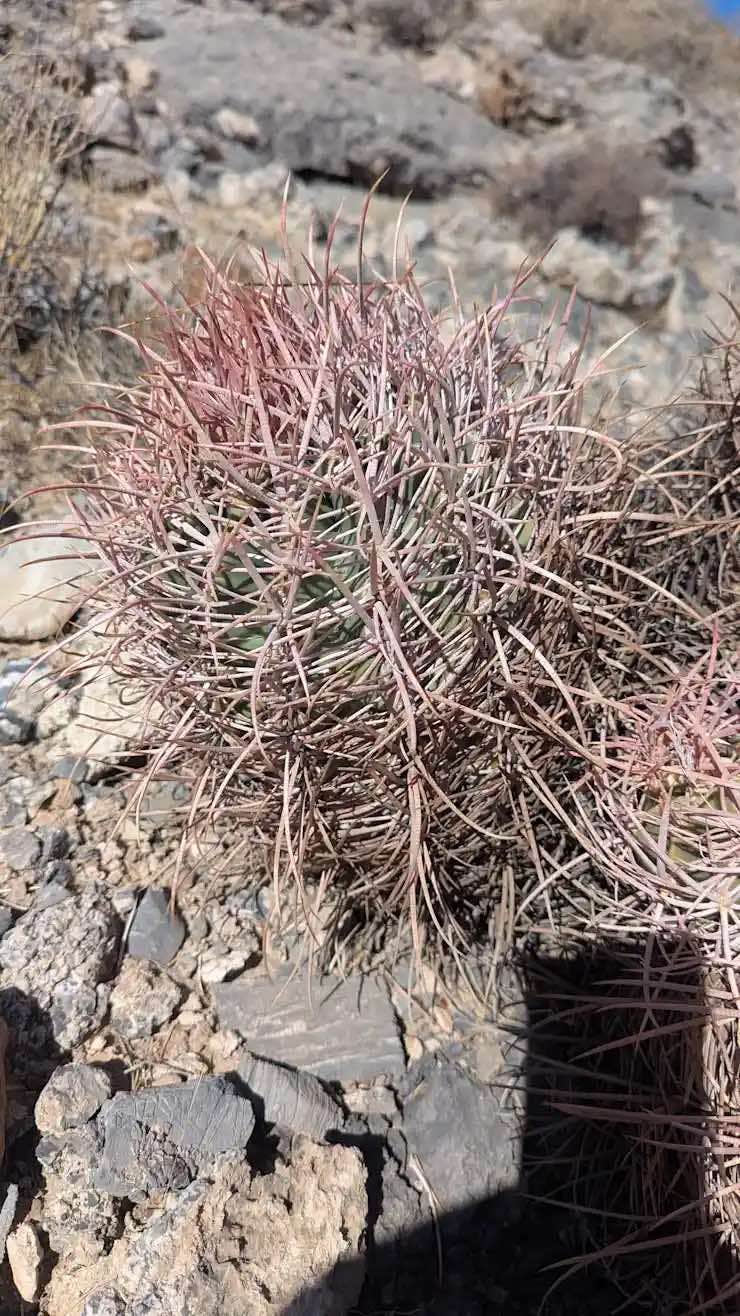 Camper-submitted photo at The Wild Mustang near Beatty, NV