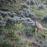 Review photo of Crooked River Campground — The Cove Palisades State Park by Debbie M., July 23, 2019