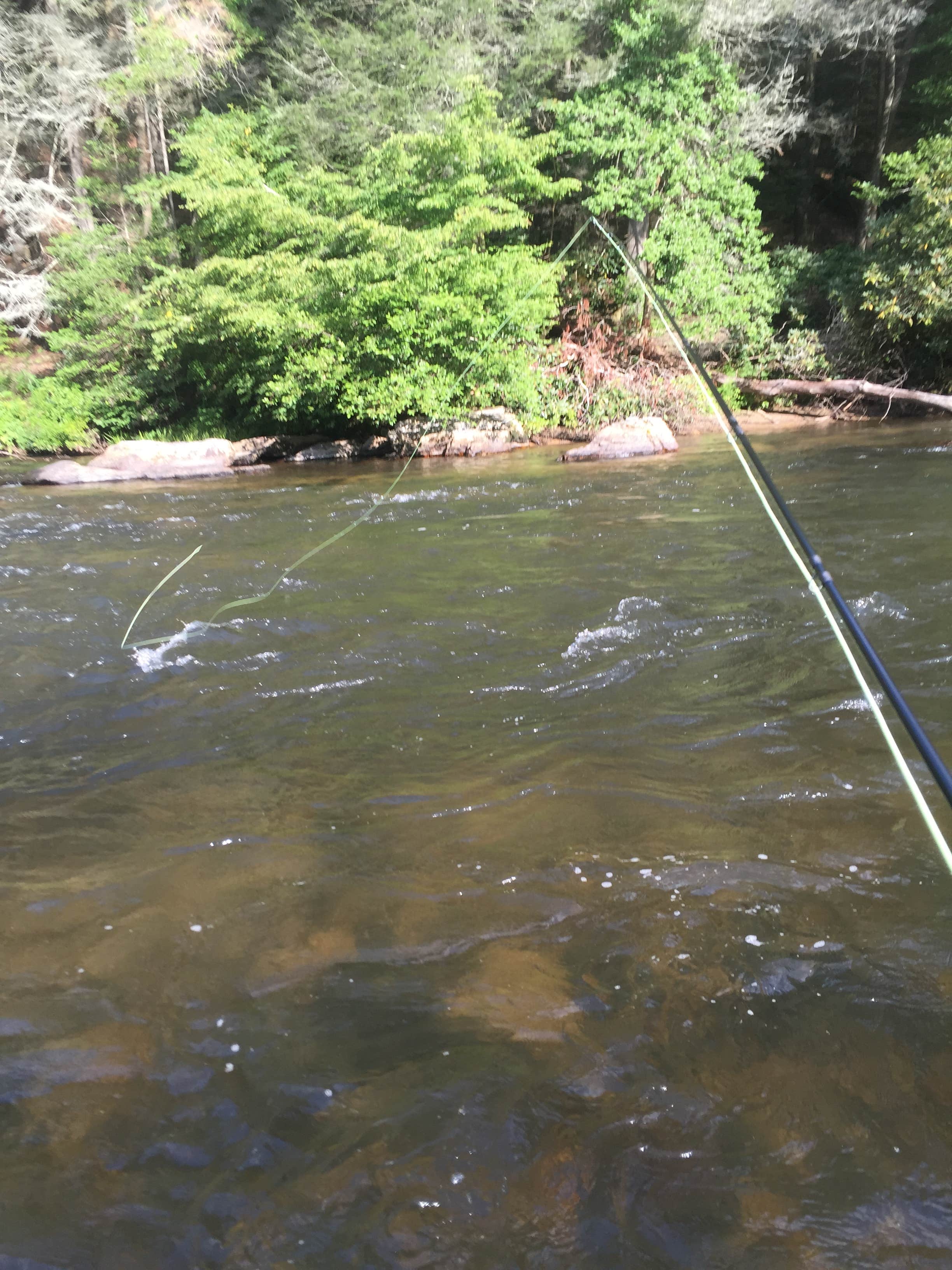 Camper submitted image from Sandy Bottoms Recreation Area Campground (Clayton, Ga) — Chattahoochee Oconee National Forest - 4