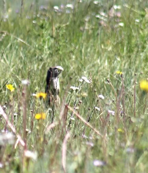 Camper-submitted photo at Mountain View RV Park & Campground near Devils Tower National Monument