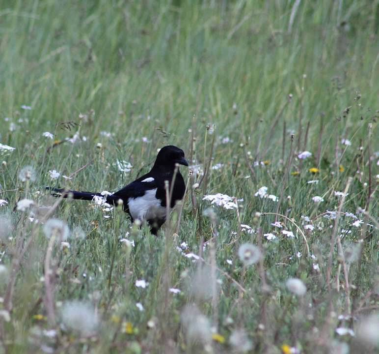 Camper-submitted photo at Mountain View RV Park & Campground near Devils Tower National Monument
