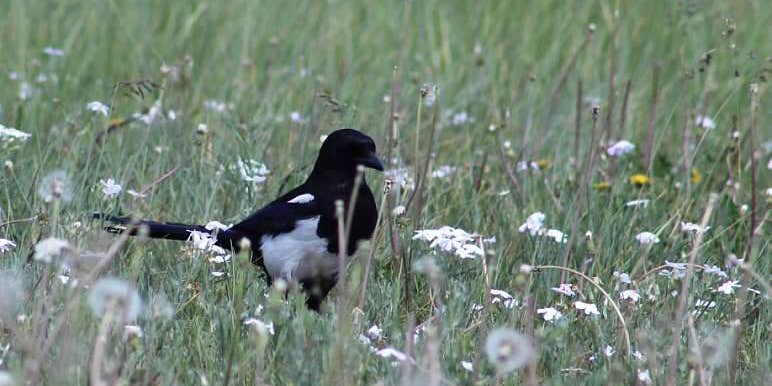 Camper submitted image from Mountain View RV Park & Campground