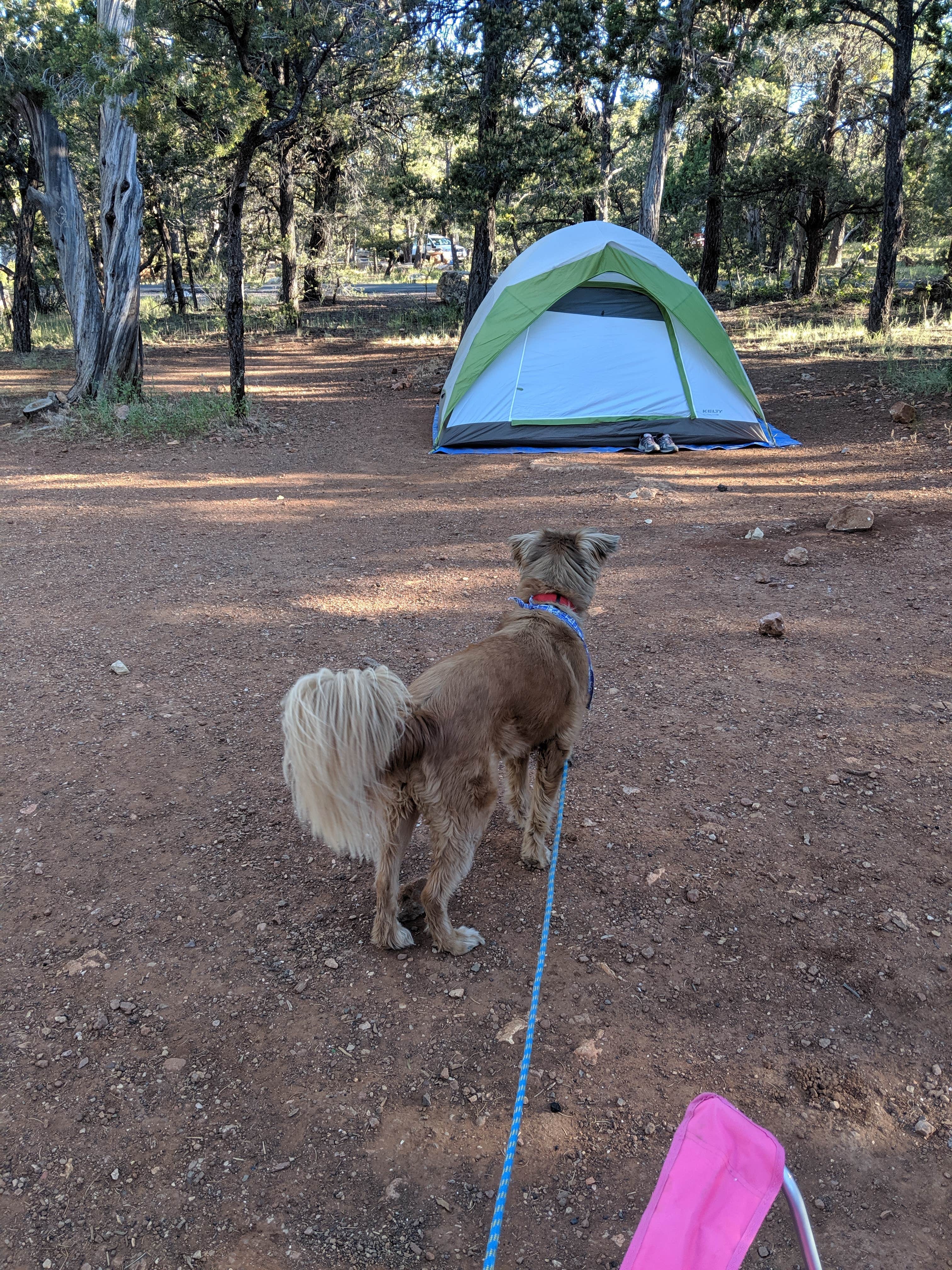 Mike M.'s photo of camping with pets at Mather Campground — Grand Canyon National Park near Gray Mountain, AZ