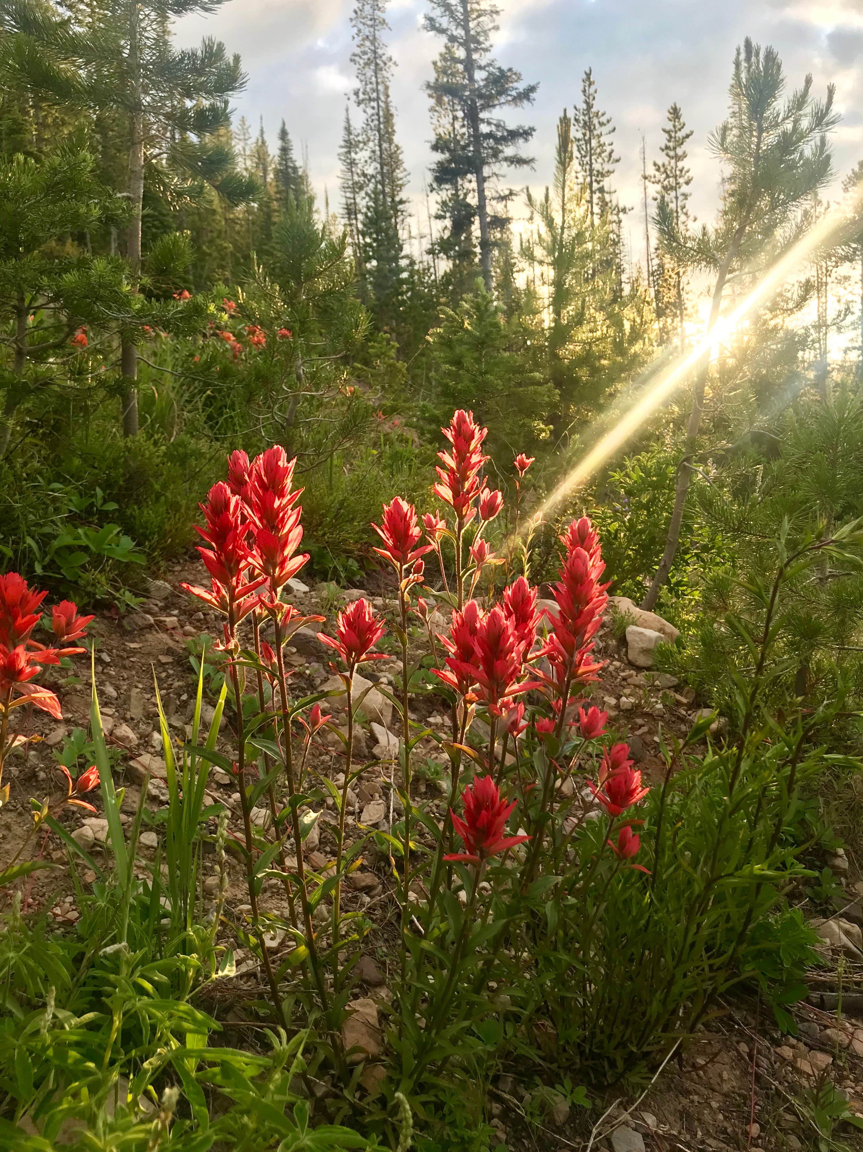 Camper-submitted photo at Spring Creek Trailhead near Smoot, WY