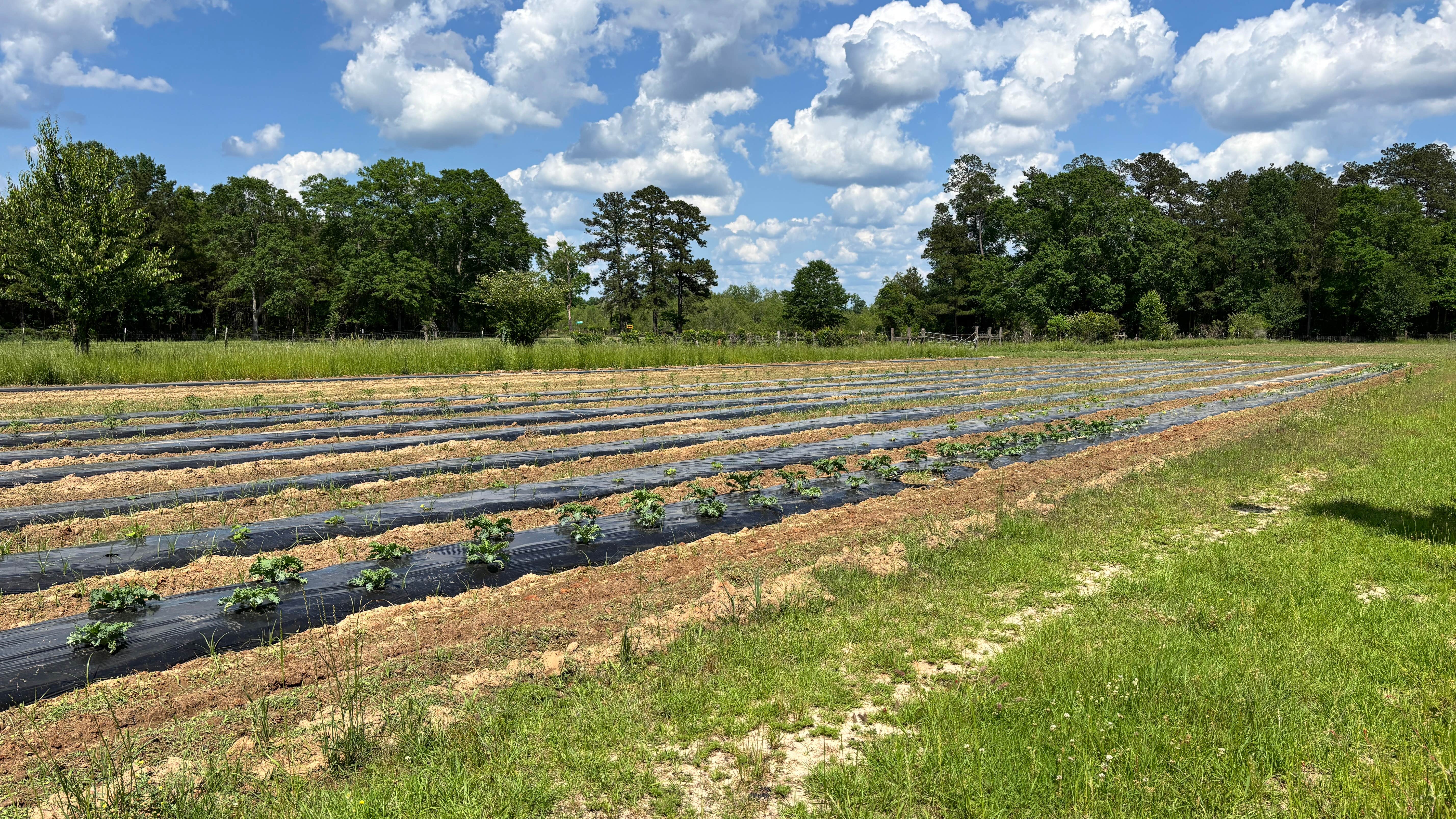 Camper-submitted photo at Fulmer's Farmstead and General Store near Richton, MS