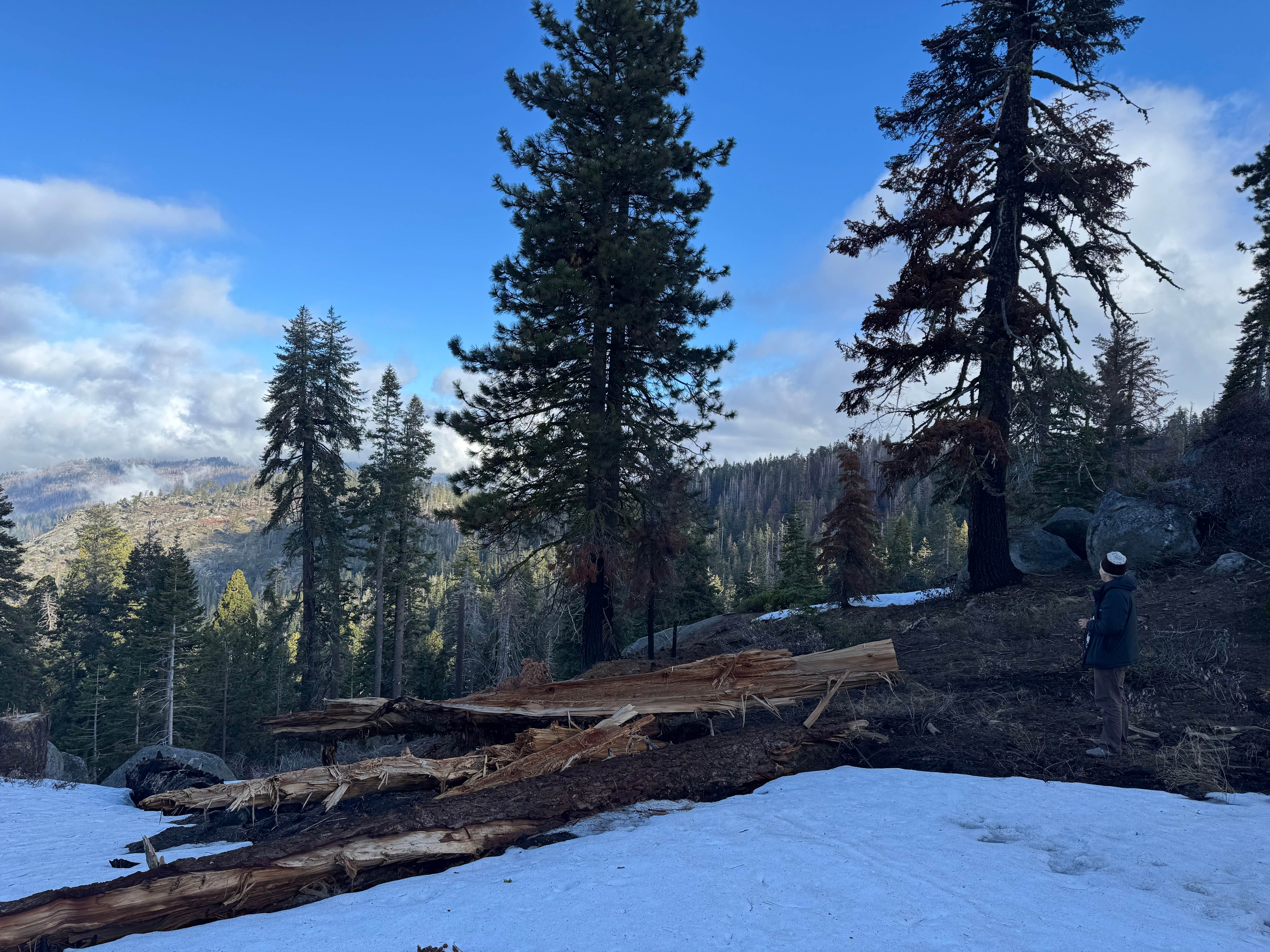 Camper-submitted photo at Forest Road 14S11 North Camp near Sequoia and Kings Canyon National Parks