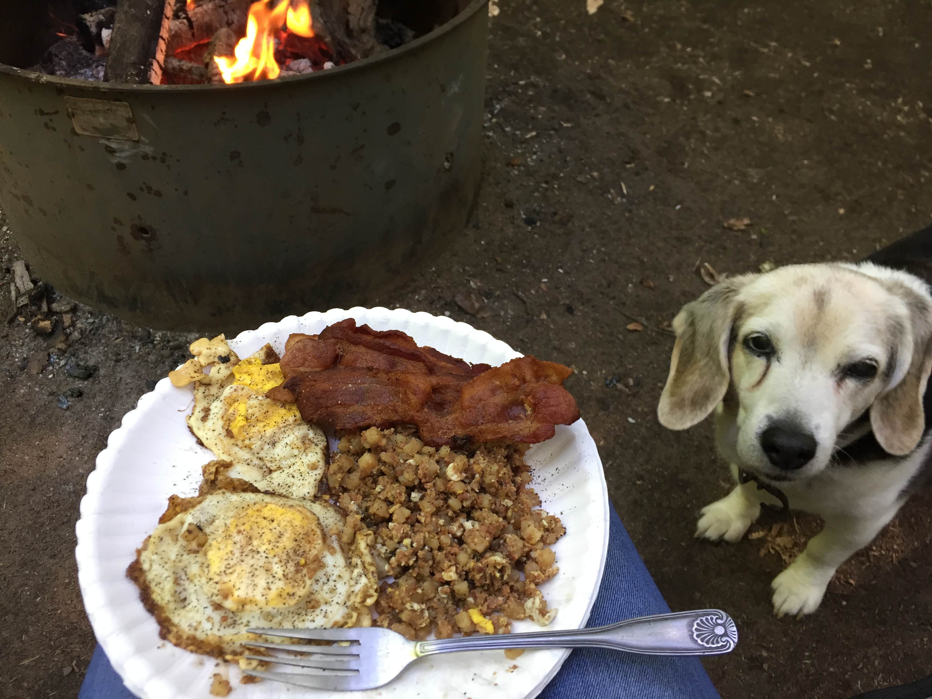 Amy K.'s photo of camping with pets at Au Train Lake Campground near Ishpeming, MI