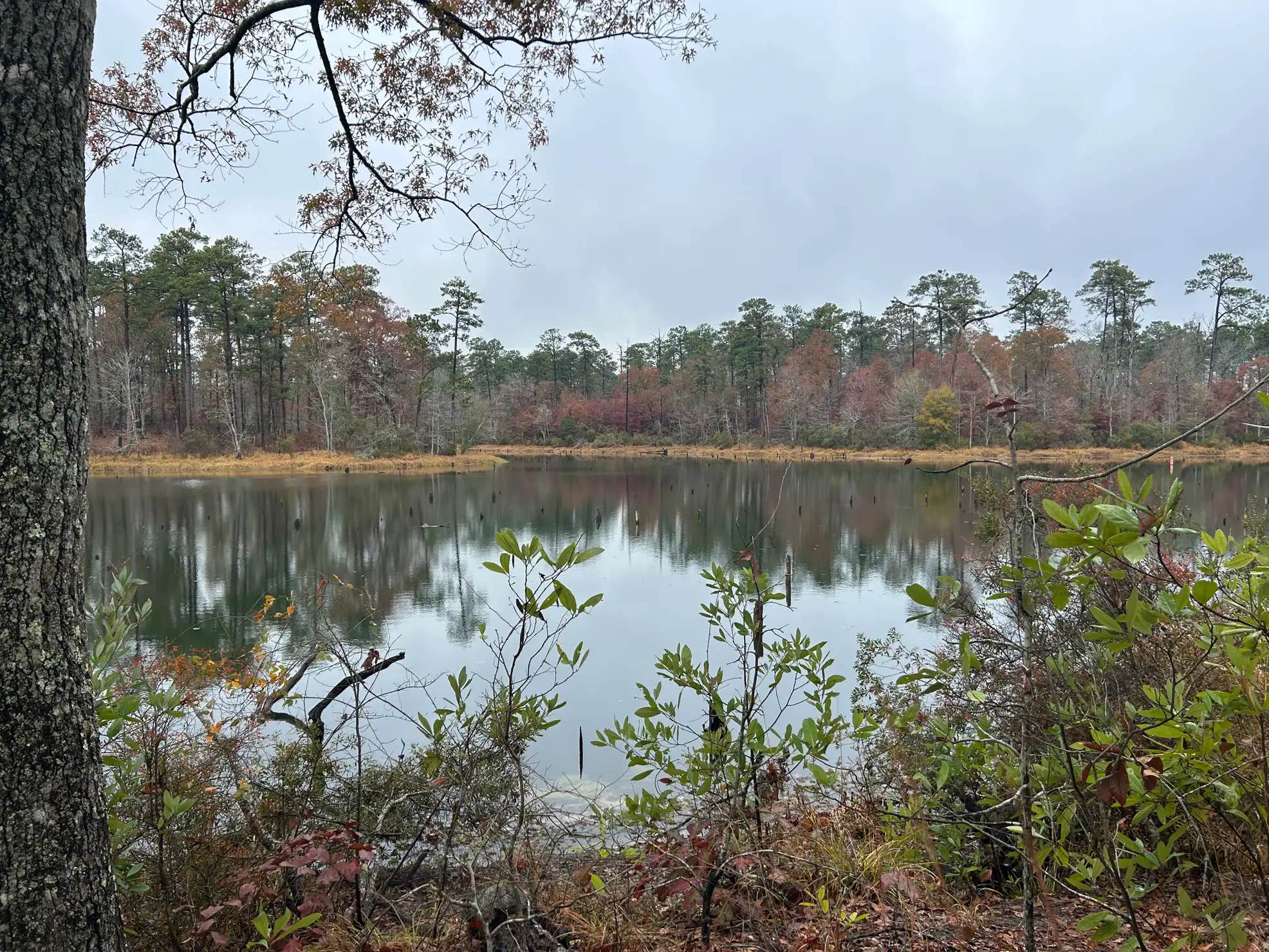 Camper submitted image from Kisatchie Bayou Complex - 1
