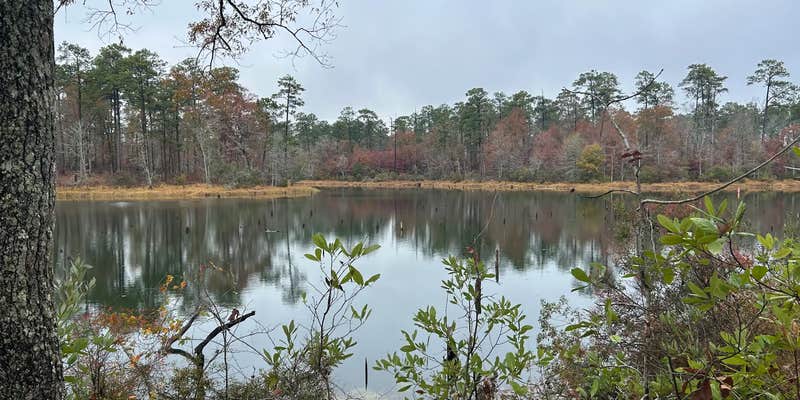 Camper submitted image from Kisatchie Bayou Complex