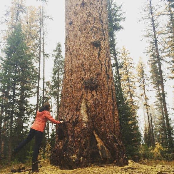 Camper-submitted photo at Seeley Lake Lolo Campground (MT) — Lolo National Forest near Seeley Lake, MT