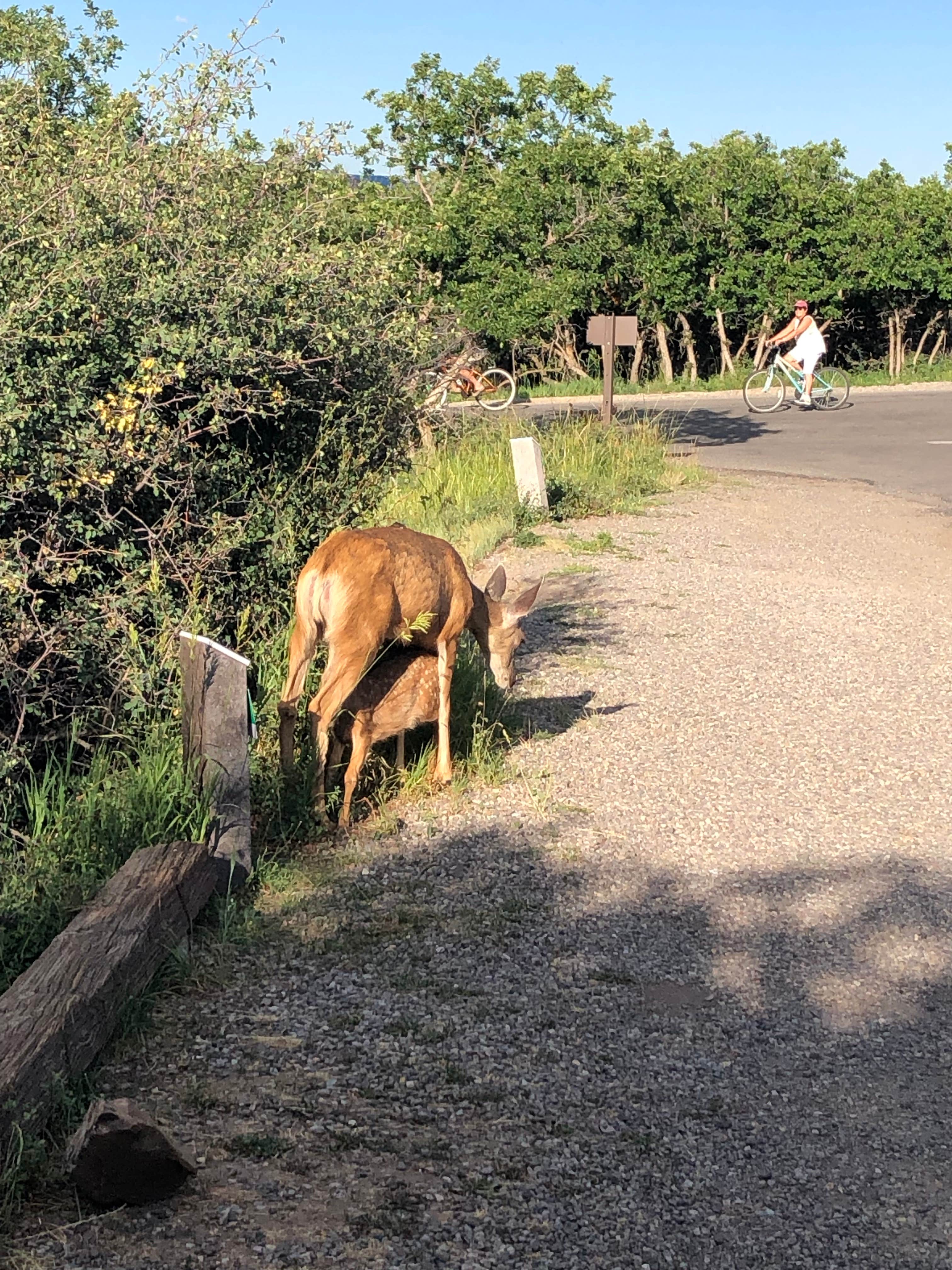 Camper submitted image from North Rim Campground — Black Canyon of the Gunnison National Park - 3