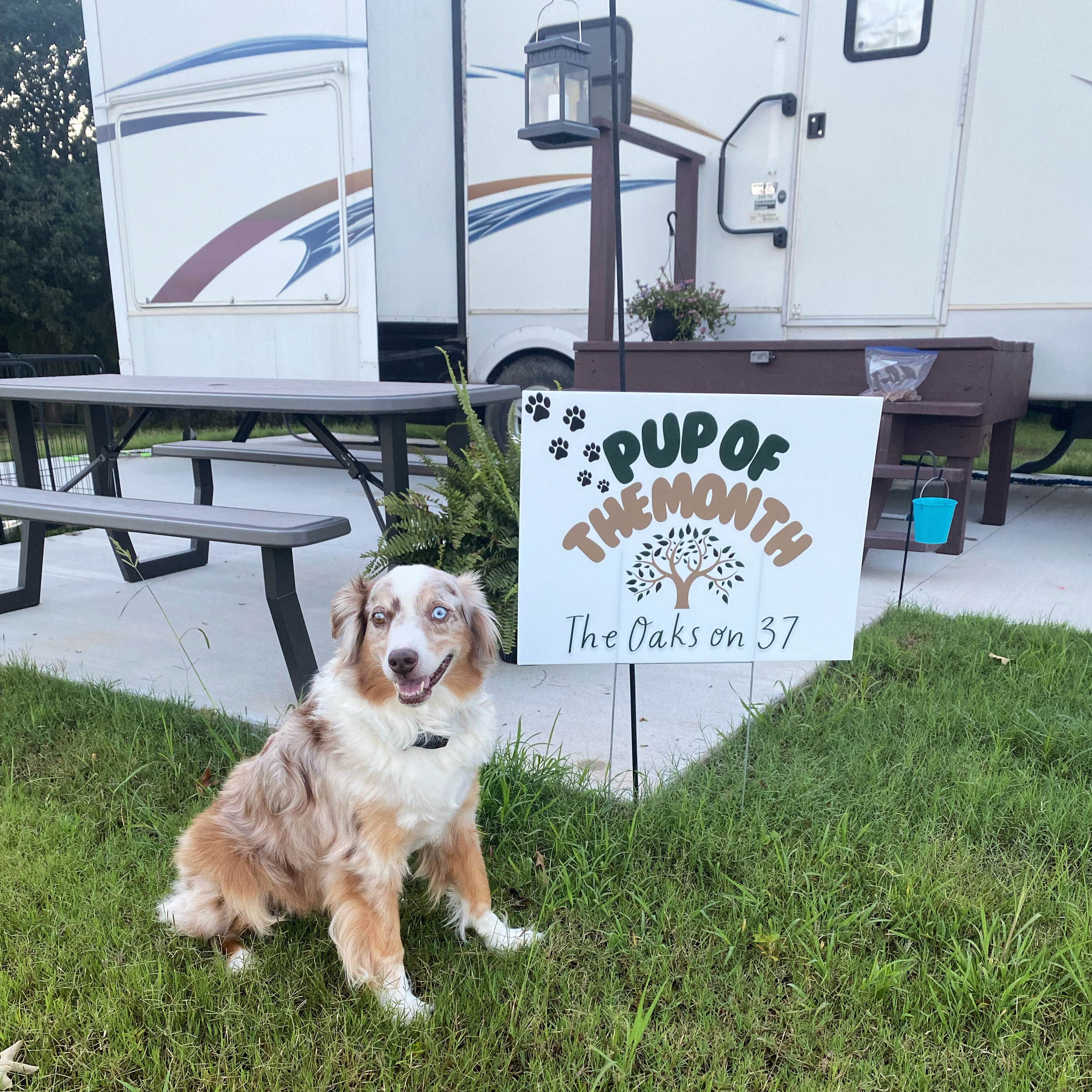 The Oaks O.'s photo of camping with pets at The Oaks on 37 Tiny Homes & RV Resort near Mount Vernon, TX