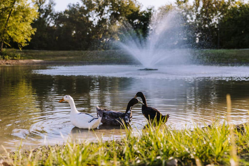 Camper-submitted photo at Sugar Hill RV Resort near Frisco, TX