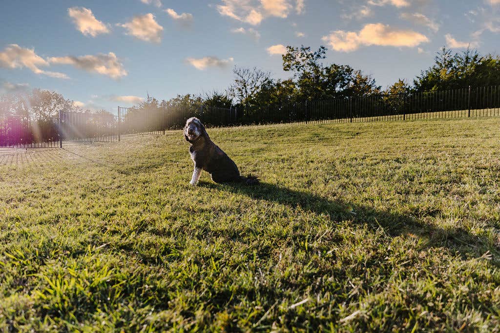 Stephanie's photo of camping with pets at Sugar Hill RV Resort near Lewisville, TX
