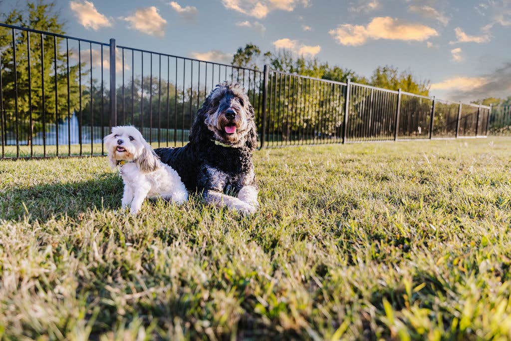 Stephanie's photo of camping with pets at Sugar Hill RV Resort near Wolfe City, TX