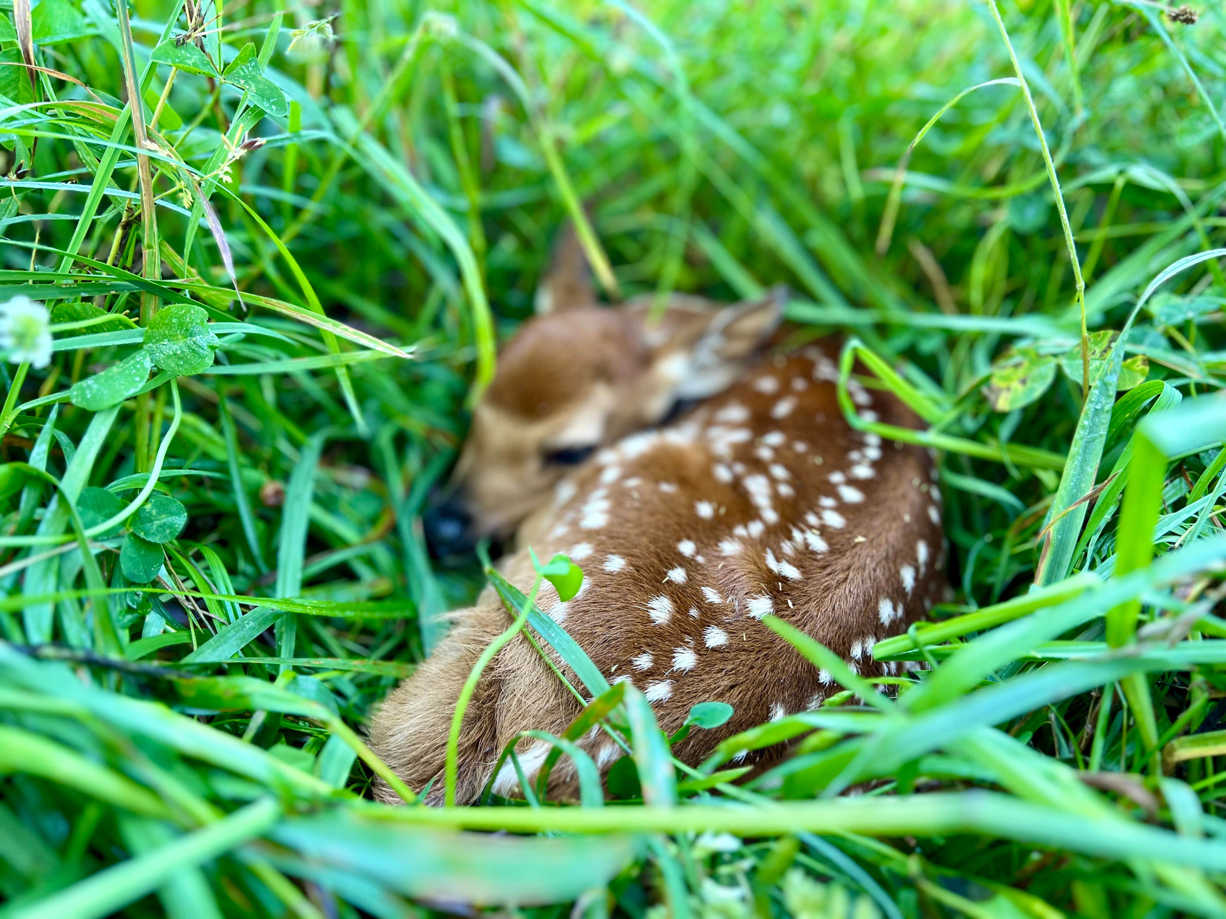Tyler B.'s photo of camping with pets at The Point Campground & Farm - Lake Cumberland KY Nightly Campground and Annual RV Park near Campbellsville, KY